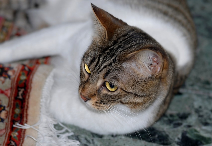 Gatti